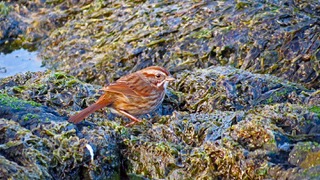 15.bc-vic-harbour-sparrow-seaweed-thumb
